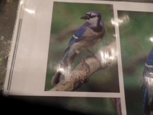 SAMSUNG CAMERA PICTURES